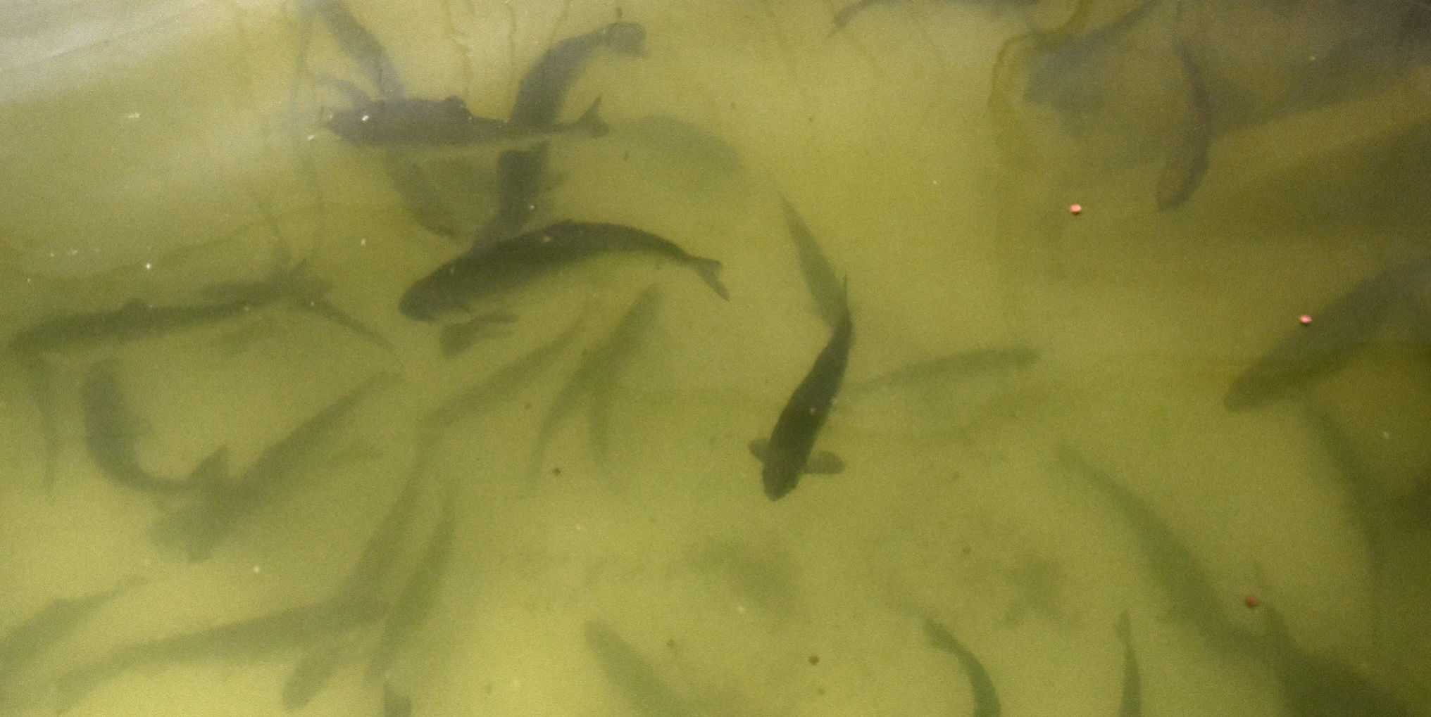Finger Lakes Fish 4